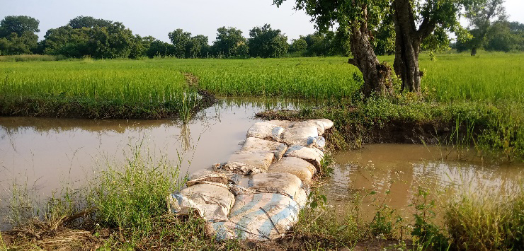 Bild 9 Reisernte 2023